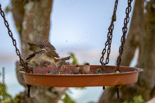 Astrilds ondulés et moineaux du Cap dans et autour d'une mangeoire à oiseaux