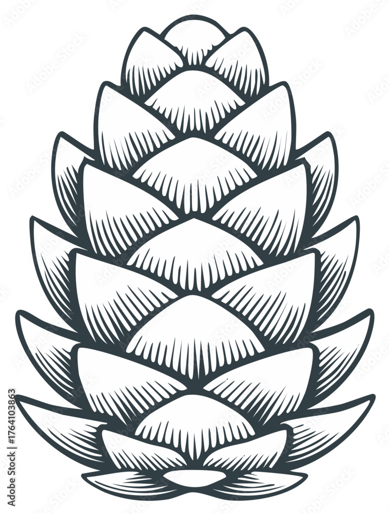 Obraz premium Stylized pine cone drawing isolated on white background