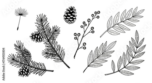Vector art of collection of handdrawn botanical elements including pine branches with cones, berries, and leaves