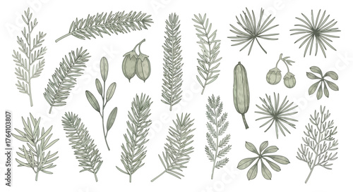 Vector art of collection of various green coniferous branches and leaves