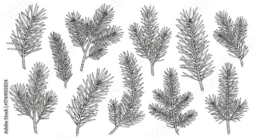 Vector art of set of handdrawn black and white coniferous branches