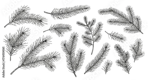 Vector art of assortment of handdrawn pine branches and sprigs