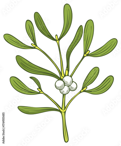 Festive mistletoe sprig with white berries and green leaves Christmas holiday illustration