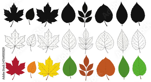 Vector art of assortment of autumn leaf shapes and styles in silhouette, line drawing, and color, showcasing maple, oak, and other deciduous tree foliage in various seasons