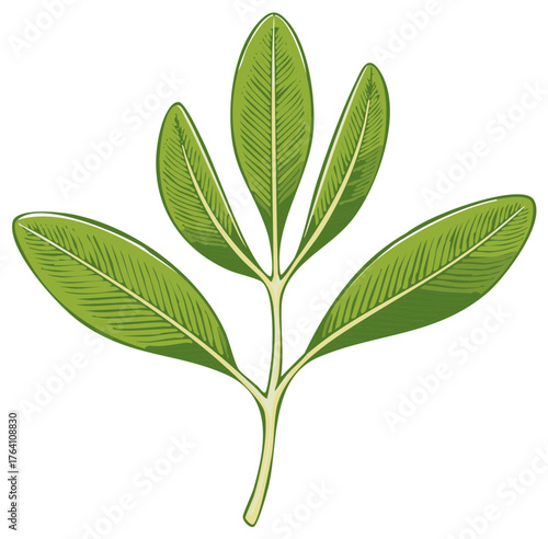 Isolated illustration of a green branch with elliptical leaves and detailed venation