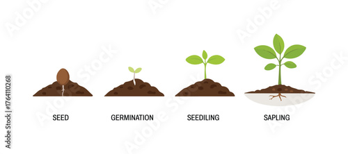 Tiny green sprouts emerging from rich soil, a visual journey of plant development from seed to young tree.