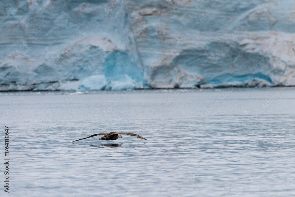 Fototapeta premium Telephoto of a southern Giant Petrel -Macronectes giganteus- flying in front of an iceberg in Antarctica.
