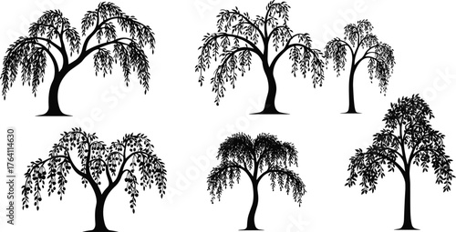 Willow tree silhouette collection, botanical illustration, drooping branches, landscape design element, nature symbol, decorative foliage art, black vector tree set