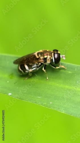 Striped hoverfly perched on vibrant green leaf