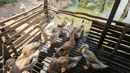 Group of domestic ducks eating grains on a wooden floor inside a rural farm under natural sunlight.	