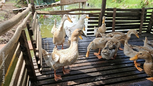 Group of domestic ducks eating grains on a wooden floor inside a rural farm under natural sunlight.	