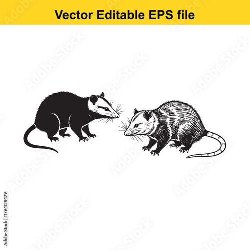 Vector art of two stylized drawings of an opossum, one in black and white silhouette, the other in a detailed sketch