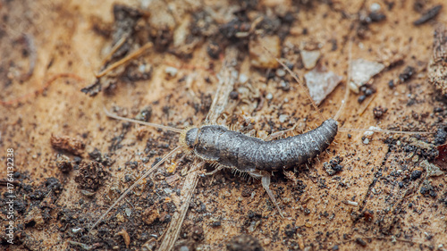 Wallpaper Mural Silverfish walking on wooden surface with dirt particles Torontodigital.ca