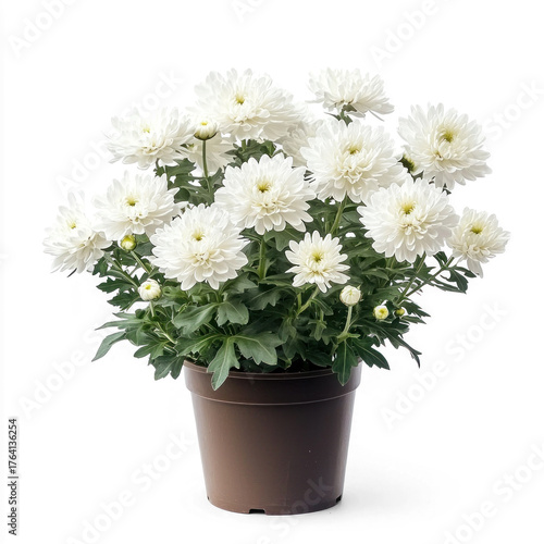 Wallpaper Mural A white flower arrangement with white flowers and green leaves in a brown pot on a white background. Torontodigital.ca
