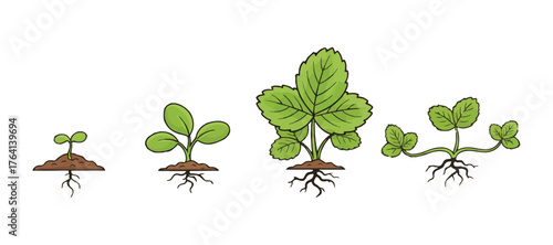 Growth phases of strawberry plants. Only grass leaves, lacking flowers and fruits. Fragaria's development. Clipart of vector infographics.

