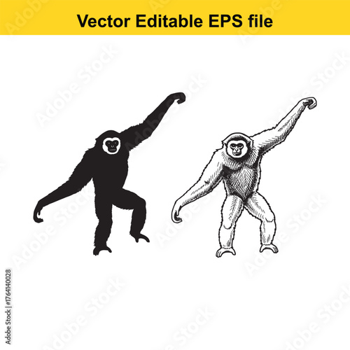 Vector art of black silhouette gibbon and detailed gibbon illustration