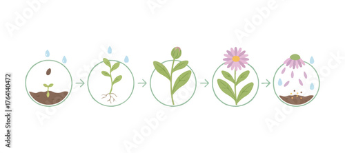 Illustration showing the life process of a young flower plant in infographic form