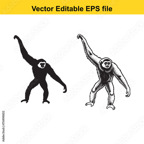 Vector art of two gibbons in different poses, one black silhouette and one detailed sketch