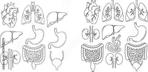 Human Internal Organs Line Art Vector Illustration Set
