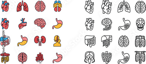 Human Internal Organs Icon Set: Color and Line Art Styles