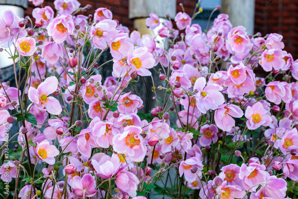 Naklejka premium Beautiful sight of Japanese anemone flowers blooming in an autumn garden.