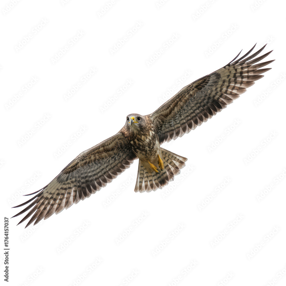 Fototapeta premium Bird of prey soars, wings spread, against a black void