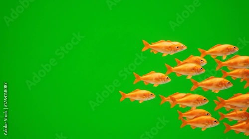 A school of orange fish swimming against a vivid green backdrop