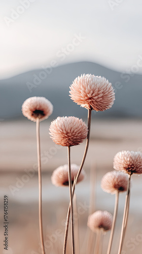 Soft pink globe amaranth flowers bloom gently blurred natural