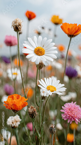 Wildflower field with white daisies and colorful blooms soft focus