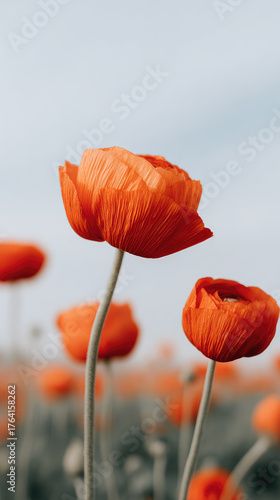 Orange poppy flower close up with soft background