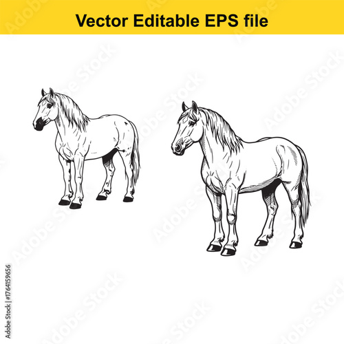 Vector art of two horses, one black and one white, standing side by side, vector illustration