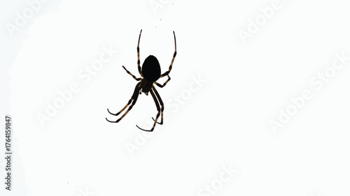 Silhouette of a spider hanging from its web isolated on a white background macro shot