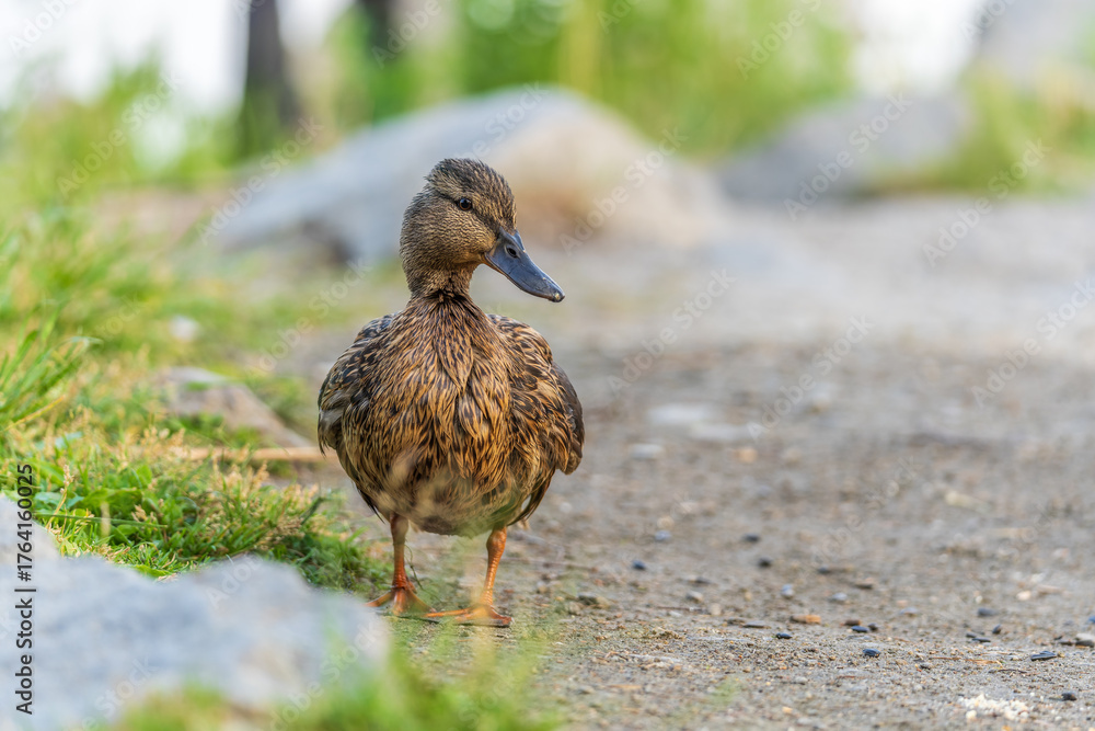 Fototapeta premium A duck female stands on its paws on the green shore of a pond.