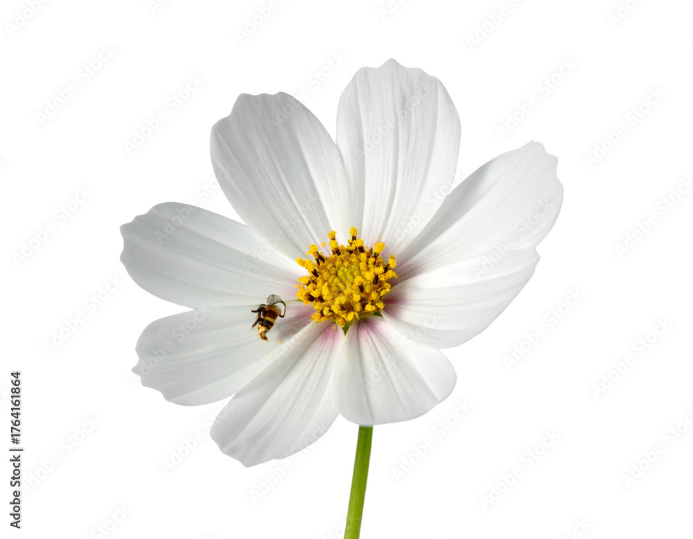 Fototapeta premium nflower isolated on transparent background 
