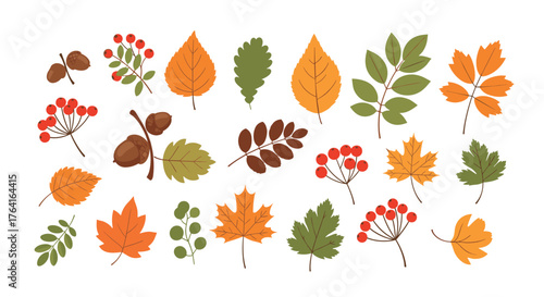 Autumn leaves and berries collection isolated on white background.