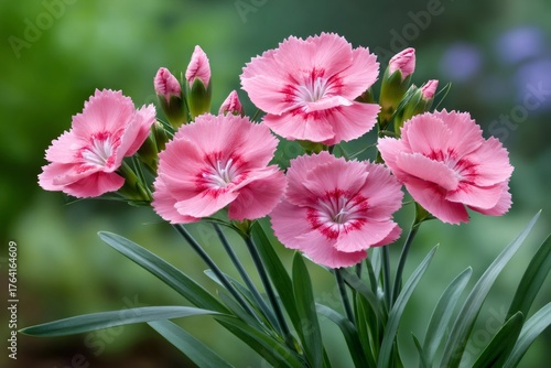 Pink dianthus flowers blooming in a natural garden setting