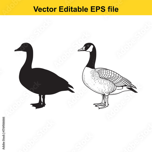 Vector art of black silhouette and detailed drawing of a goose standing on a, vector editable eps file