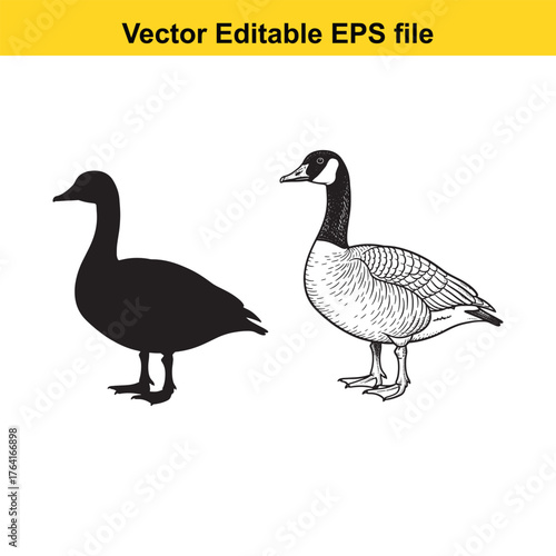 Vector art of black silhouette and detailed drawing of a goose standing on a, vector editable eps file