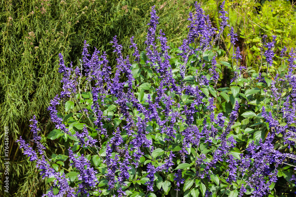 Obraz premium Beautiful Salvia Mystic Spires Blue flowers blooming in the autumn garden.