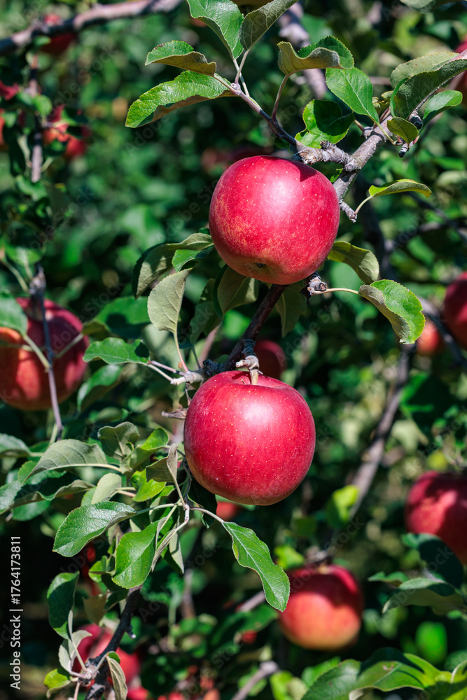 Obraz premium Delicious Shinano Piccolo apple variety in autumn orchard.