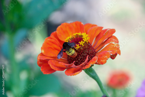 red poppy flower