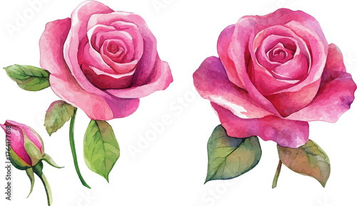 pink rose on white background