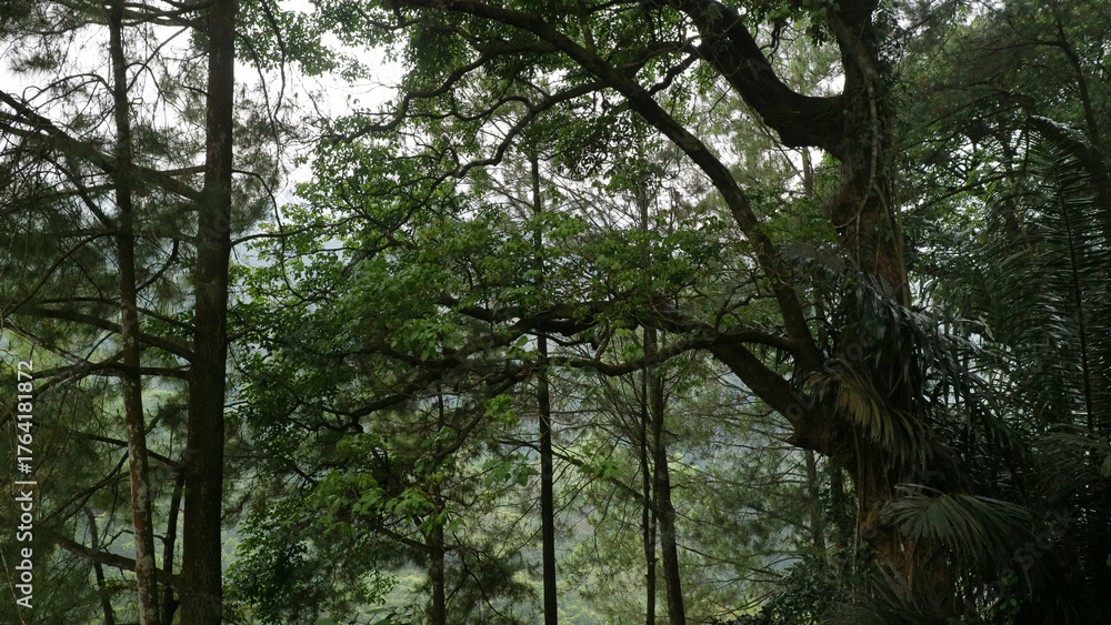 Obraz premium Tranquil Forest Canopy with Lush Greenery and Tall Trees