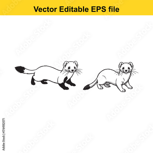 Vector art of two weasels in black and white illustration