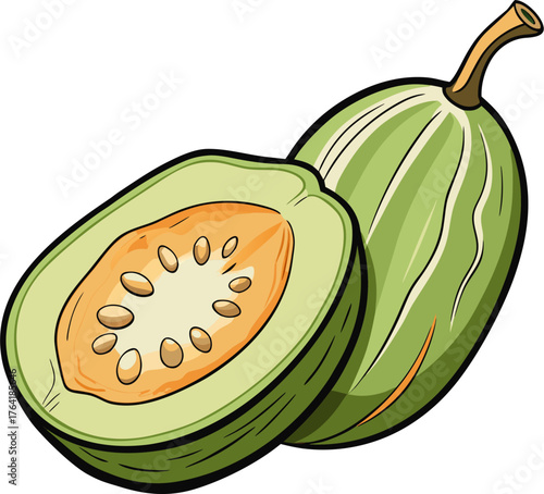 Wax Gourd Vector Illustration – Fresh Green Melon Vegetable Design for Organic, Farm, and Food Themes
