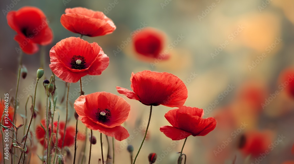 Naklejka premium Several vibrant red flowering plants bloom vibrantly in a softly focused natural setting