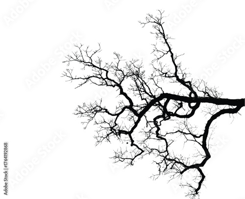 Silhouette of bare branche of tree isolated on white. Black and white vector illustration
