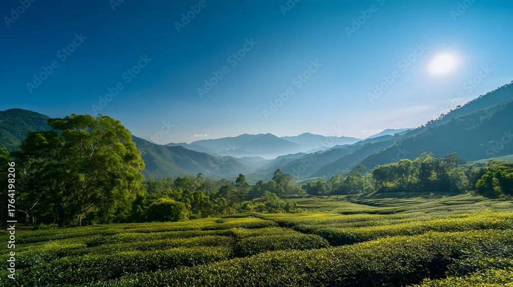 Fototapeta premium Lush green cultivated fields stretch across rolling hills beneath a bright morning sun.