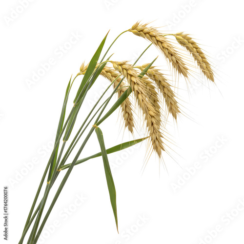 Golden Wheat Ears Isolated on transparent Background