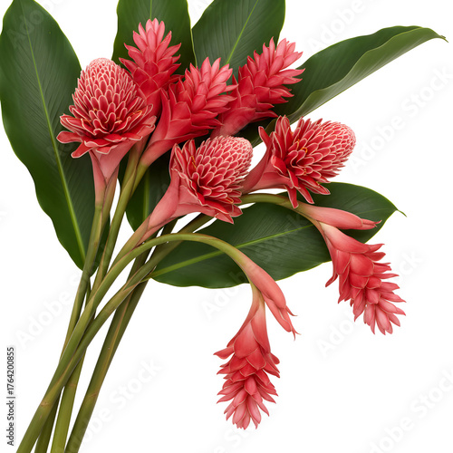 Torch Ginger Flowers (Etlingera elatior) Bouquet Isolated on transparent Background
